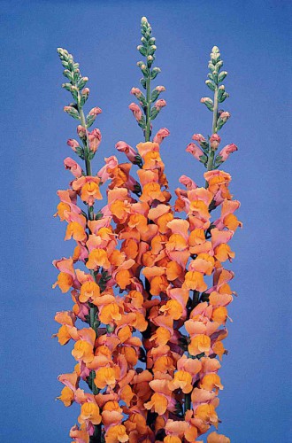 BOCCA DI LEONE / ANTIRRHINUM F1 POTOMAC DARK ORANGE NR.1000 SEMI